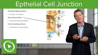 Eptihelial Cell Junctions – Histology  Lecturio [upl. by Nosnarb]