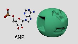 Allosteric Regulation of Phosphofructokinase I [upl. by Onateyac864]