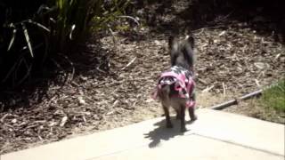 Chihuahua walks funny Walks Like A Gaited Horse [upl. by Sanfred]