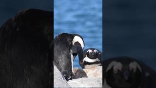 Argentina Penguins Ushuaia Antarctica [upl. by Eerac]