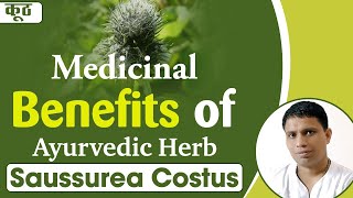 Medicinal Benefits of Ayurvedic Herb कूठ Saussurea Costus  Acharya Balkrishna [upl. by Lairbag825]