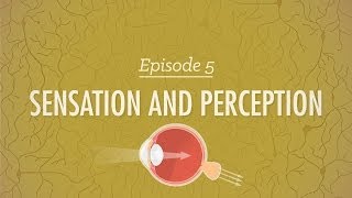 Sensation and Perception Crash Course Psychology 5 [upl. by Ducan]