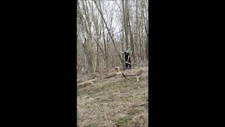 Cutting Dead Locust Trees for firewood Ported Stihl 026 [upl. by Husain]