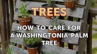 How to Care for a Washingtonia Palm Tree [upl. by Eiser]