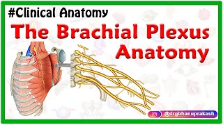 Brachial plexus  Roots  Trunks  Divisions  Cords and Branches   Origin Course  Relations [upl. by Mable]