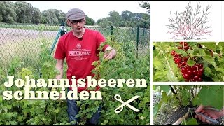 Rote und weiße Johannisbeeren Ribisel schneiden Gartentipp Juli 0703 [upl. by Smart]