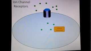 Ion Channel Receptors [upl. by Jasper]