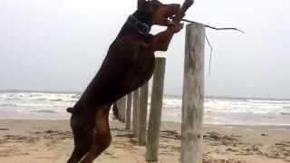 A Dobermans day at the beach watch in HD [upl. by Tiphany]