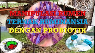 MANIPULASI RUMEN TERNAK RUMINANSIA DENGAN PROBIOTIK [upl. by Enaira386]