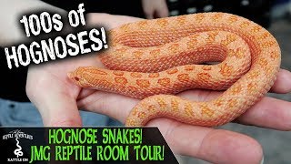 HOGNOSE SNAKES REPTILE ROOM TOUR AT JMG REPTILE [upl. by Decima235]