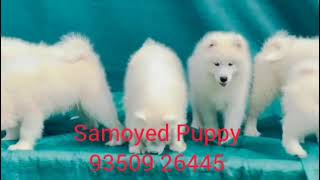 Samoyed M Puppy Sale India BestDogsDealsIndia [upl. by Aimaj]