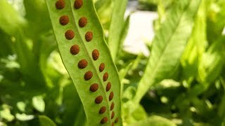 Propagating Ferns from Spores – Family Plot [upl. by Dagley947]