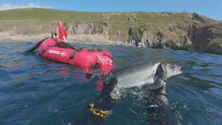 Spearfishing South Devon 290824 [upl. by Flossi686]