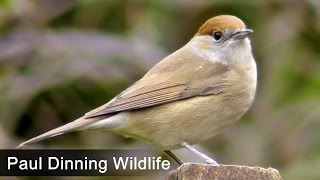 Female Blackcap  Beautiful [upl. by Charmaine615]