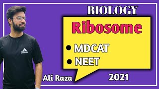 Ribosomes Structure And Functions  NMDCAT 2021 [upl. by Horatia274]