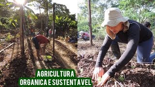 Curso de Agrofloresta princípios da agricultura sintrópica  PETBio [upl. by Ellerehs300]