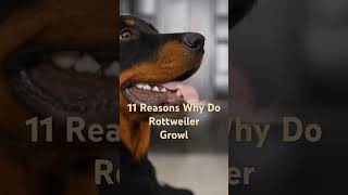 11 Reasons Why Rottweiler Growl [upl. by Matilda34]