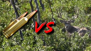 Colorado Mule Deer Hunting with Steve Hornady Eastmans Hunting TV [upl. by Ynned342]