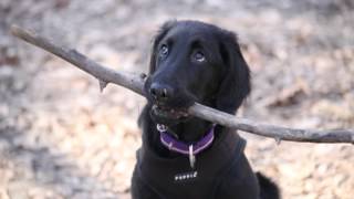 Artemis the Flatcoated Retriever  A video scrapbook [upl. by Einnahc]