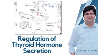 Regulation of the Thyroid Hormone secretion  Thyroid Gland  Endocrine Physiology  Endocrinology [upl. by Jahncke452]