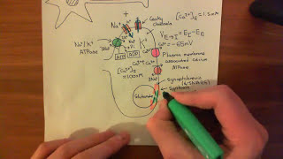 Strokes and Excitotoxicity Part 3 [upl. by Antsirhc]