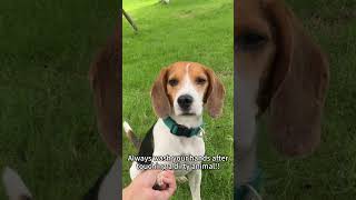 Always wash your hands after touching a dirty animal🐶 shorts dogvideos [upl. by Audra]