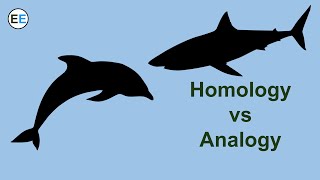 Evidence for evolution homology and analogy [upl. by Ennaj297]