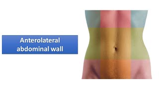 Anterior anterolateral abdominal wall Prof Ashfaqur Rahman [upl. by Esertak]