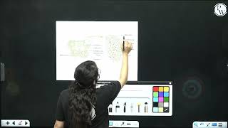 Select the odd one wrt wall layers of microsporangium in flowering plants [upl. by Akcinahs]