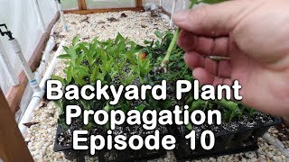 Backyard Plant Propagation Episode 10 How to Root Azaleas Beautyberry and Ligustrum [upl. by Suolkcin]