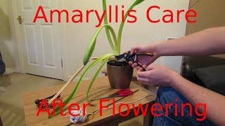 Amaryllis Care After Flowering [upl. by Starr]