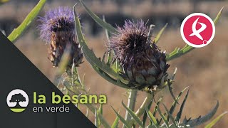 El secreto de la Torta del Casar  La Besana en Verde [upl. by Asli344]