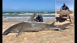 Texas fisherman reels in FOURTEEN FOOT hammerhead  247 news [upl. by Asille396]