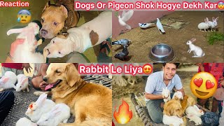 Finally Rabbit Le Aaye🐇😍Sb Dogs Or Pigeon Shok Hogye Dekh Kar😨 [upl. by Jessica]