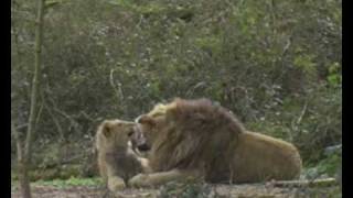 Les bébés du Parc des Félins [upl. by Padraic]