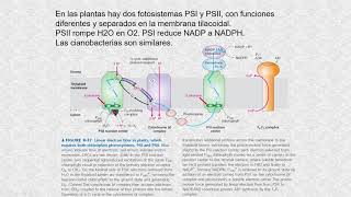 Funcionamiento de los cloroplastos [upl. by Sisenej]