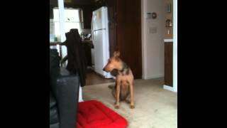 Airedale Terrrier howling andor singing [upl. by Jason730]