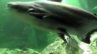 Giant PangasiusChao Praya Giant Catfish Wang Pla Aquarium Bang Sai [upl. by Danna894]