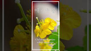 Greater celandine blooming timelapse  애기똥풀 개화 타임랩스 [upl. by Wiersma]