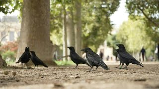 In Paris the difficult cohabitation with crows  AFP [upl. by Soisinoid]