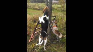 UKC Coonhound World Championship PlayByPlay  LIVE [upl. by Odradlig]