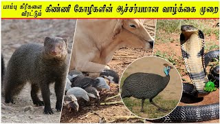 பாம்பு கீரிகளை விரட்டும் கிண்ணி கோழிகளின் ஆச்சர்யமான வாழ்க்கை முறை  Guinea Fowl Farming [upl. by Hairahcez]