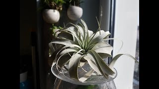 tillandsia  oplatwa podlewanie [upl. by Chao]