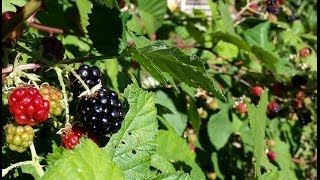 How to Grow Wild Blackberry  Great Fruit little effort [upl. by Yasdnyl]