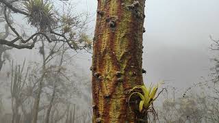 Hermosa corteza de un arbol en Casupe Tocmoche Chota 1 [upl. by Madlin]