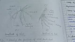 Study of Homology vs Analogyzoology zoologynotes evolution [upl. by Lindell]