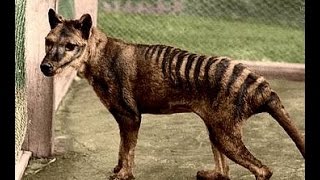 Tasmanian tiger Thylacine not extinct [upl. by O'Kelly]