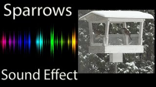 House Sparrows Chirping Sound Effect [upl. by Gunzburg]