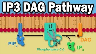 IP3 DAG Calcium Pathway [upl. by Early]