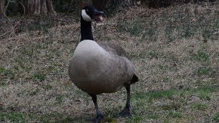 Goose hissing loud sound  noise [upl. by Ytsihc]